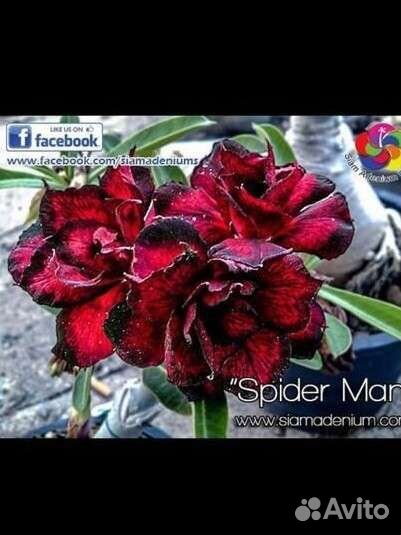 Адениум цветущий