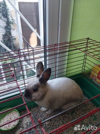 Декоративный кролик с клеткой