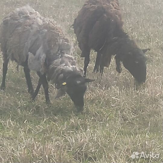 Овцы Козлята