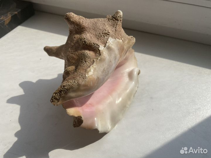 Морские ракушки раковины