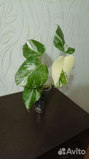 Монстера вариегатная альба