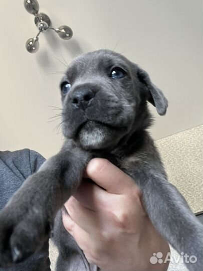 Щенки кане корсо