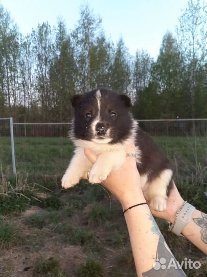 Русско европейская лайка