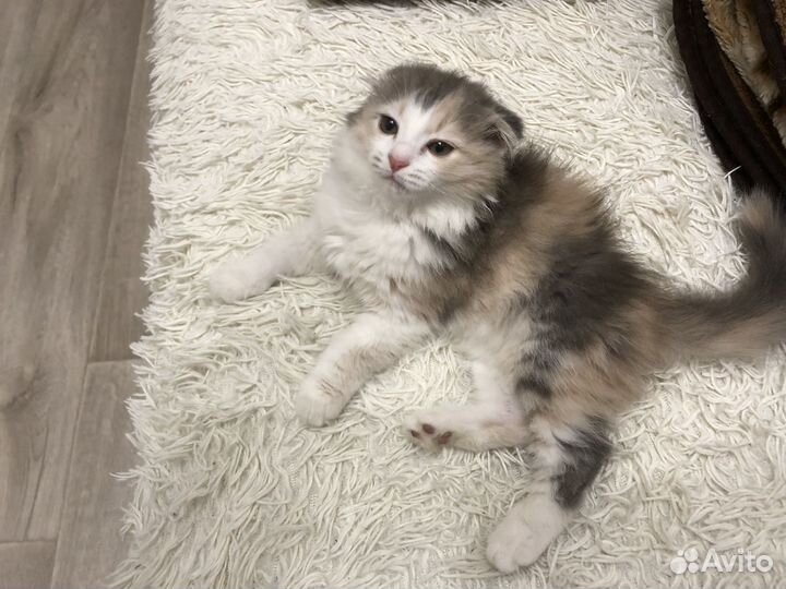 Котенок вислоухий девочка