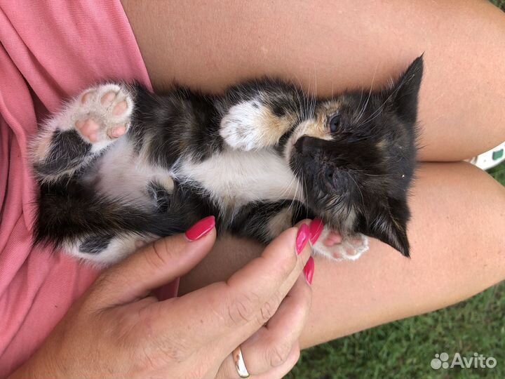 Котята в добрые руки даром