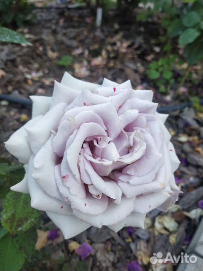 Японские розы саженцы