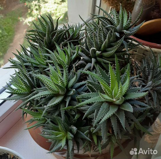 Кактусы и суккуленты