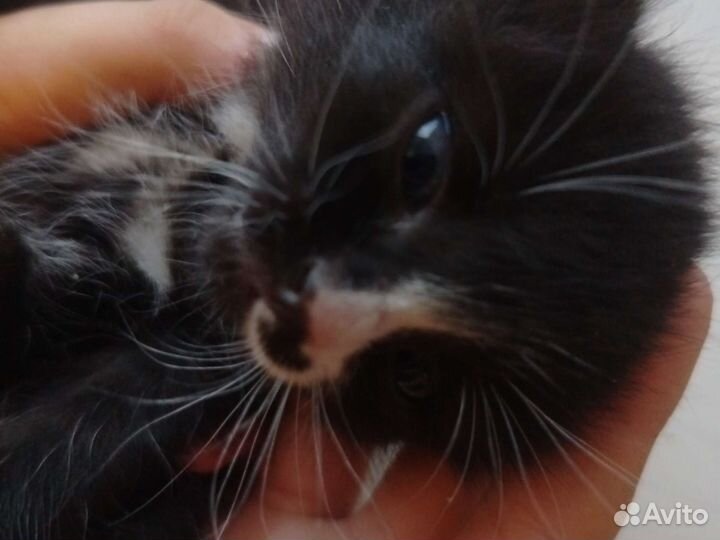 Продам в заросшие руки