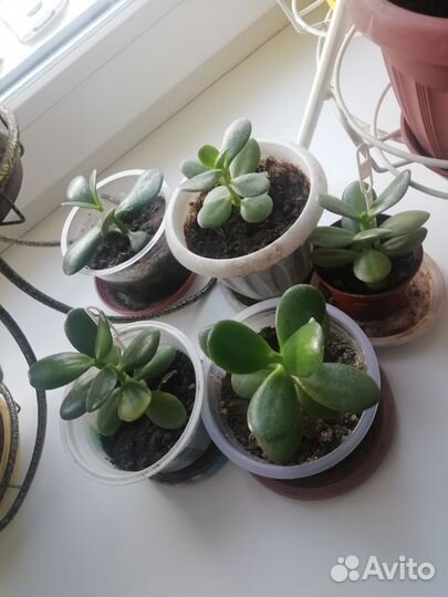 Денежное дерево