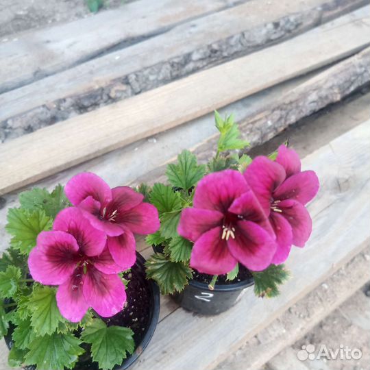 Пеларгонии