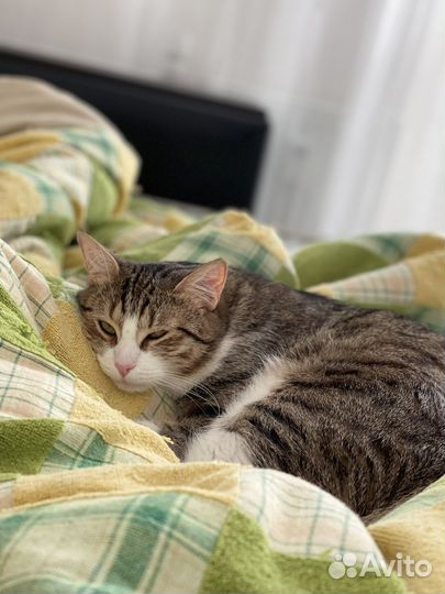 Кошки в добрые руки бесплатно