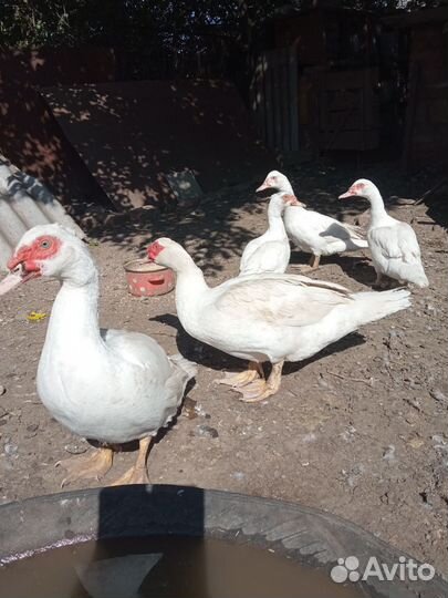 Индоутки тяжелой линии