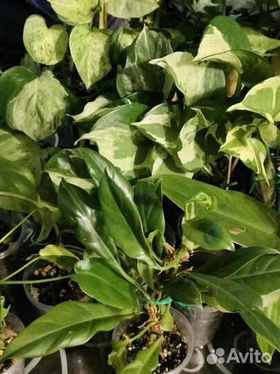 Комнатные цветы разные много