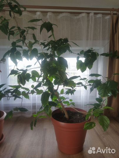 Замиокулькас,фикус,гибискус