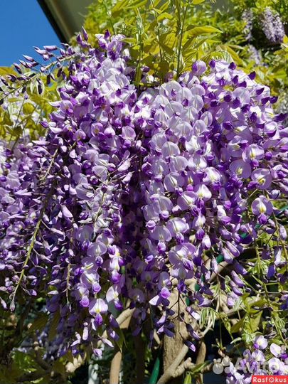 Бронь на семена(Лиана Глициния)