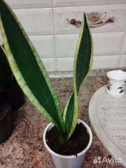 Сансевиерия Night Shade