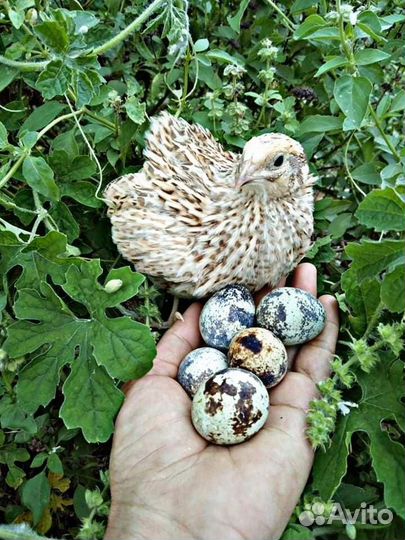 Яйца домашние