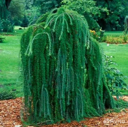 Лиственница Кемпфера 