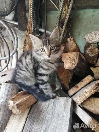 Кошки в добрые руки