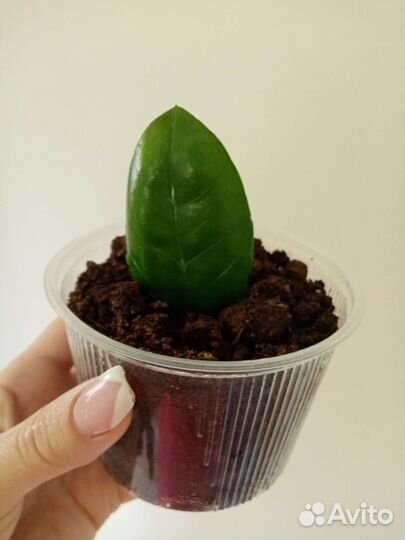 Замиакулькас