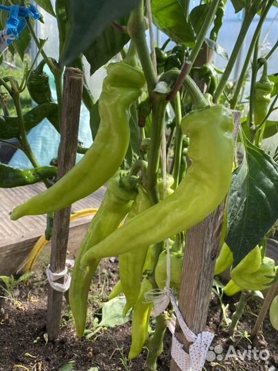 Биогумус (вермикомпост)