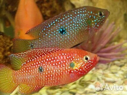 Хромис красавец