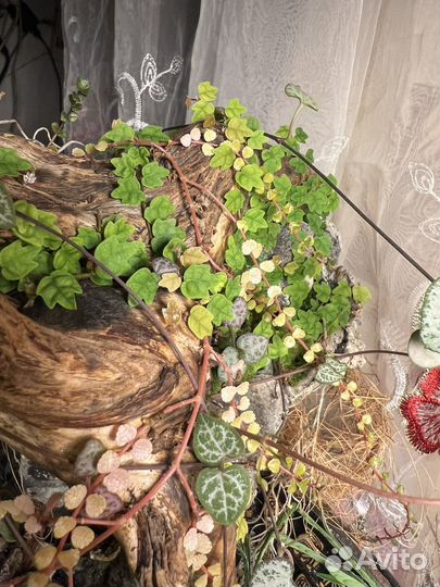 Фикусы,трава для флорариума