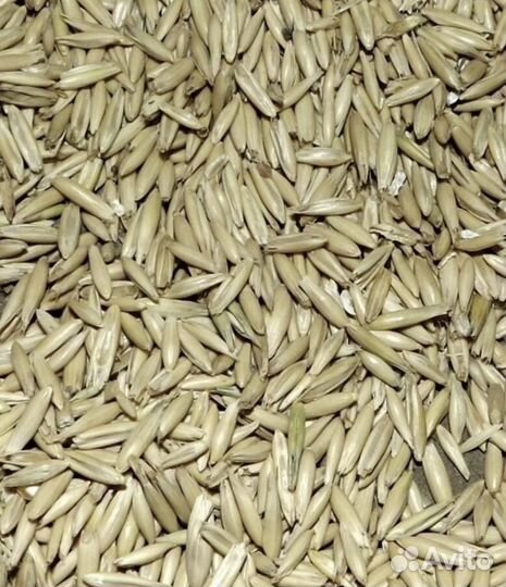 Зерно пшеница овес