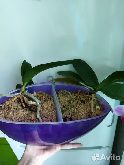 Орхидея фаленопсис