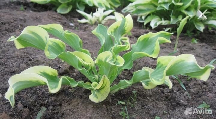 Саженцы хосты