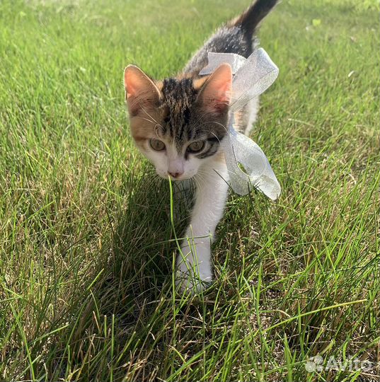 Котенок девочка в добрые руки