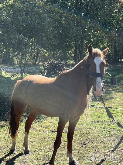 Продам лошадь