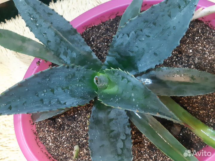 Агава голубая