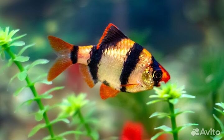 Аквариумные рыбки