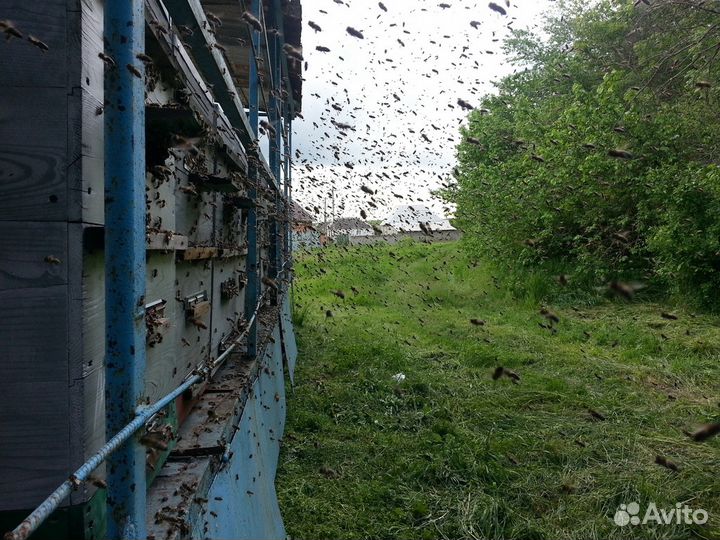 Натуральный Мёд с частной пасеки