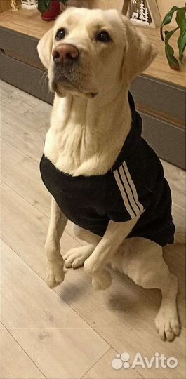 Лабрадор для вязки