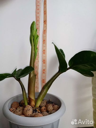 Зензи Равен замиокулькас листочки