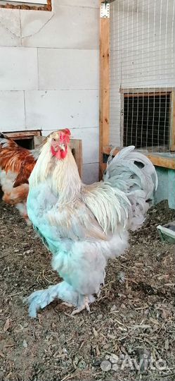 Петухи брама