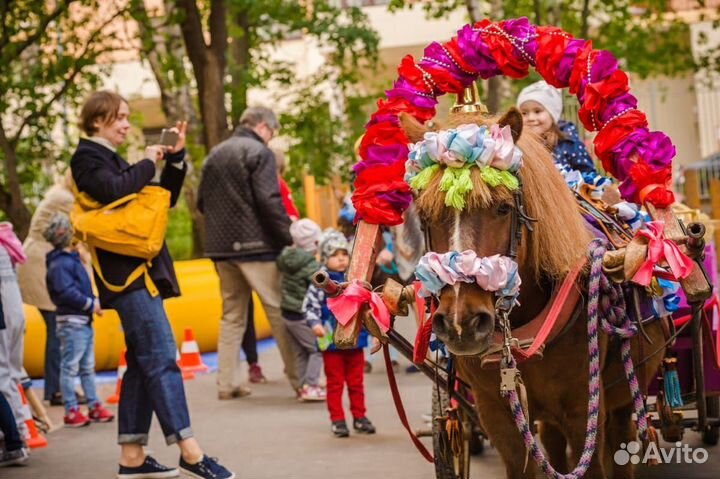Лошади и пони на праздник, День рождения, свадьбу