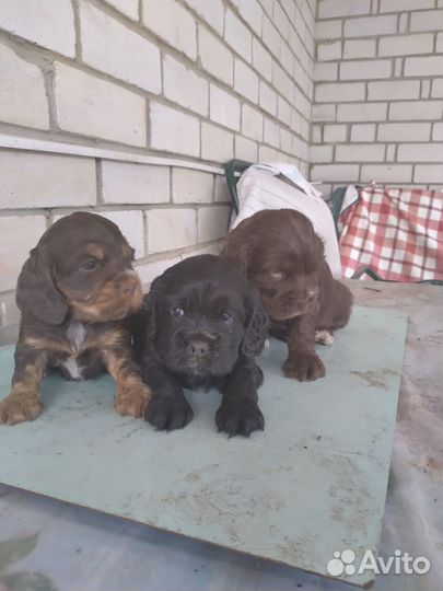 Щенки кокер спаниеля