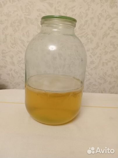 Чайный гриб комбуча