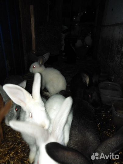 Кролики мясные 3 мес, 6 мес