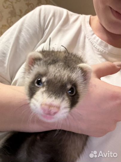 Домашний хорек