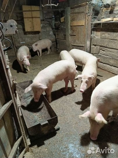 Поросенок ландрас