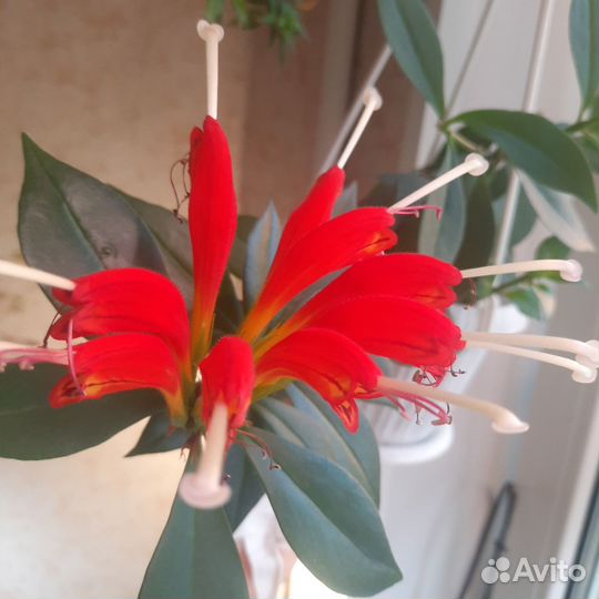 Эсхинантус Жар-Птица