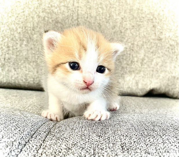 Лапочки котята