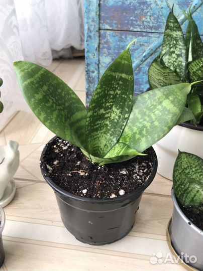 Сансевиерия кудрявая Ханни