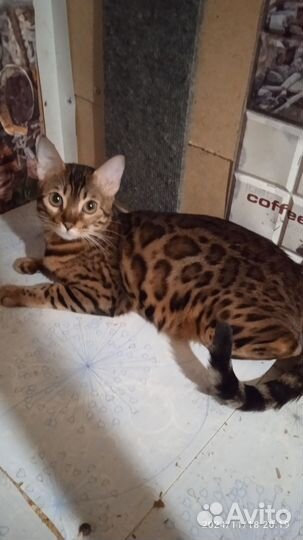 Бенгальские котята