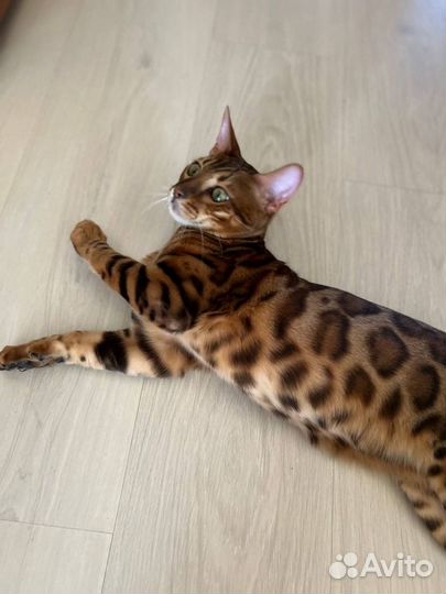 Бенгальский кот для вязки
