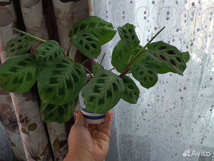 Маранта керховена